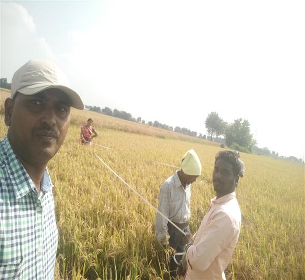 Peddapalli District - Peddapalle Division                                                                                                                                                                                                                  - Crop Cutting Expts.,                                                                                                                                   - Attended PMFBY paddy harvesting supervision at Sulthanpur village of Eligaid Mandal                                                                                                                                                                             - dt.27/11/2019          